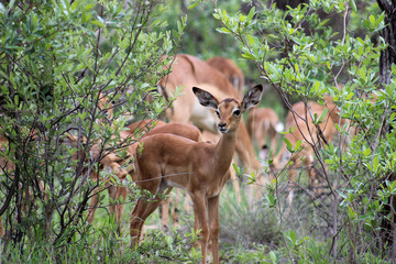 Impala doe on the lookout 