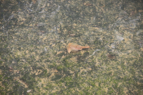カブトエビ