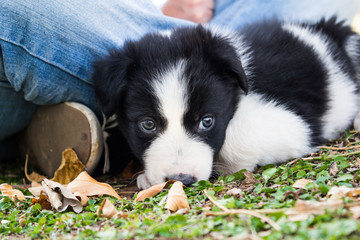 Naklejka na ściany i meble Border collie puppy on grass and autumn leaves lying close to ow