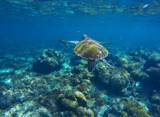 Naklejka na ściany i meble Sea tortoise underwater photo portrait