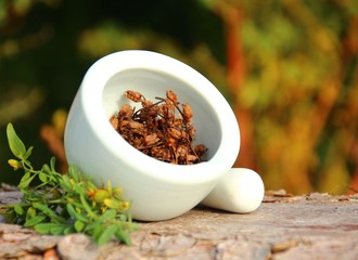 alternativmedizin mit johanniskraut