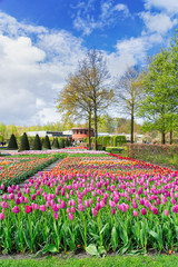 Colourful Tulips Flowerbeds and Tree in Attractive Formal Garden