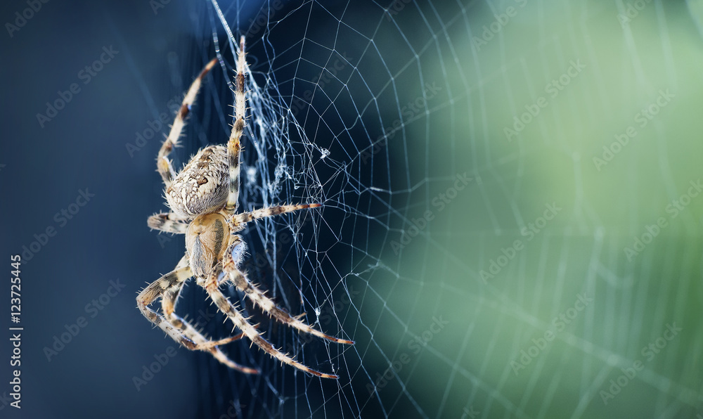 Wall mural close up of a spider in a web
