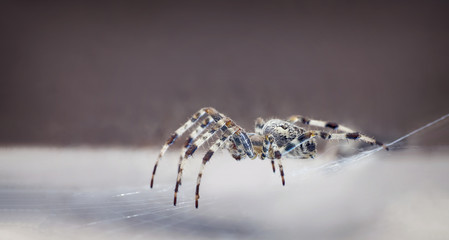 Close up of a spider in a web