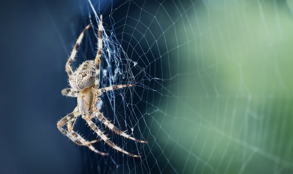 Close up of a spider in a web
