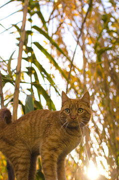 a yellow tabby cat poses between reeds at sunset (yellow nature)