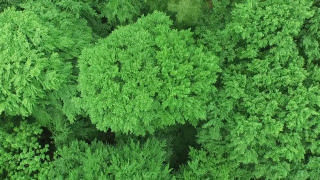 Flying with a drone over a forest.