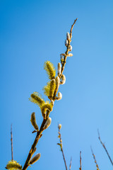 Lovely beach plant in the afternoon with sunlight