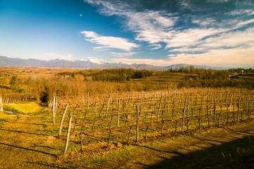 Naklejka premium Vineyard in late winter