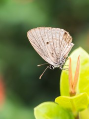 Brown Butterfly Perched on
