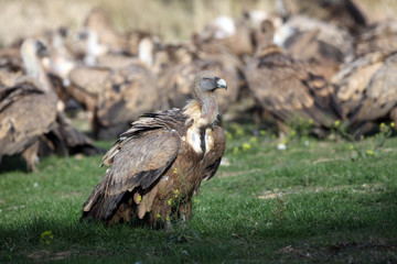 The griffon vulture (Gyps fulvus) , feeding on carcass