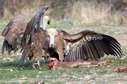 The griffon vulture (Gyps fulvus) , a pair of fighting over food
