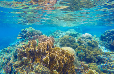 Naklejka na ściany i meble Underwater landscape with coral reef
