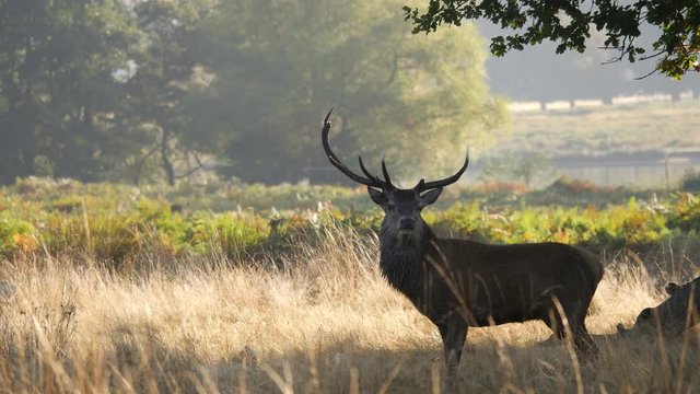 Red Deer Stag Bellowing During Rut in Richmond Park.