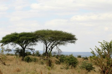 Fototapeta na wymiar savanna