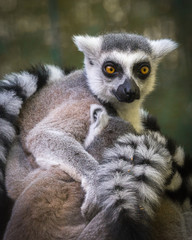 Lemur