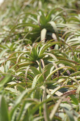A planting of the genus Aloe 