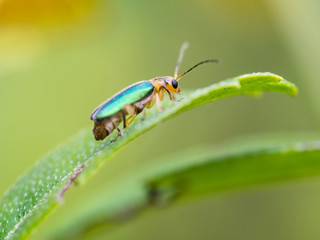 Metallic Wood-boring Beetle