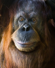 Orangutan © mark galer