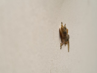 Wall-lizard Perched on The Wall