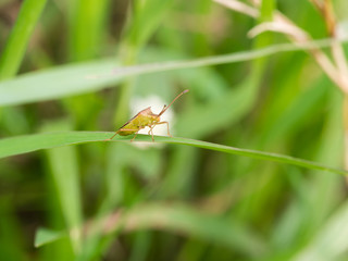 Small Ancient Insect