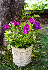 Purple inca lily in pot under tree in dappled sunlight