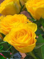 yellow roses