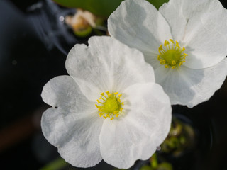 Reed  Amazon Flowers Blooming