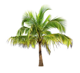 Palm tree of coconut
