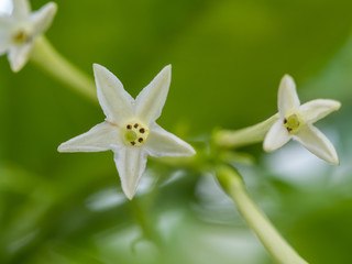 Fragrant Night Jasmine Flower Blooming