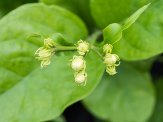 Jasmine Flower in The Garden