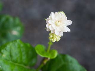 Jasmine Flower in The Garden