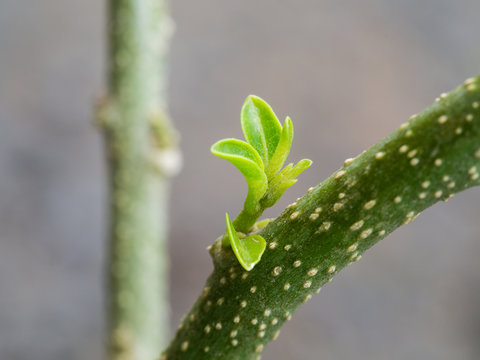 The Leaflet of  Tembusu Tree
