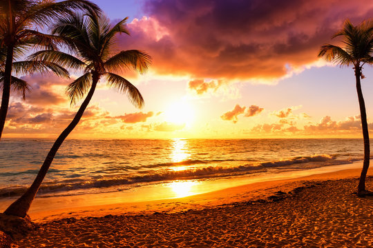 Fototapeta Coconut palm trees against colorful sunset