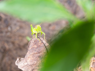 Grasshopper Perched on Decay leaf