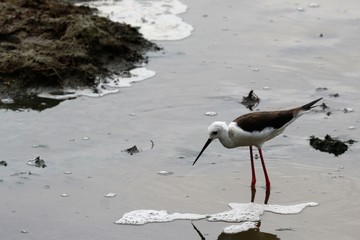 Black-winged stilt