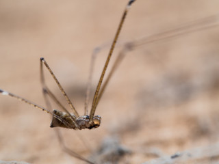 Spider Long Leg in The Old Wooden