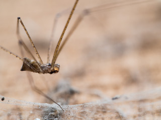Spider Long Leg in The Old Wooden