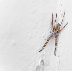 Garden Spider on the wall