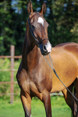 portrait of bay purebred akhalteke mare