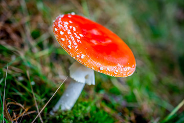 Toxic Red agaric with white dots in a forrest 
