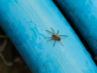 Spider Perched on Blue Tube