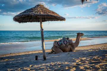 Camel is resting at the beach 