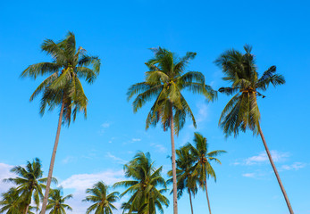 Sunny day on exotic island in Hawaii. Coco palm tree leaf and crowns on blue sky background.