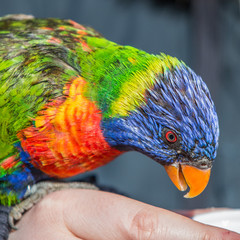 Allfarblori (Trichoglossus haematodus) 