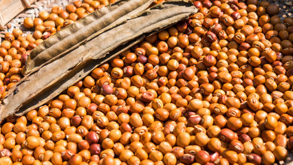 Winged bean seed background