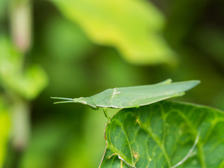 Grasshopper on The Green leaf