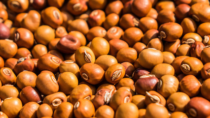 Winged bean seed background