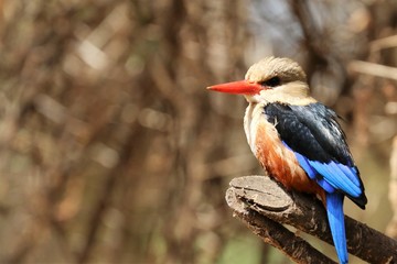  Malachit Eisvogel