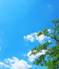Tree reaching its branches for the sky